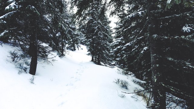   Between the tall trees, it is hard to hold the track of climbing progress. Photo by Alis Monte [CC BY-SA 4.0], via Connecting the Dots