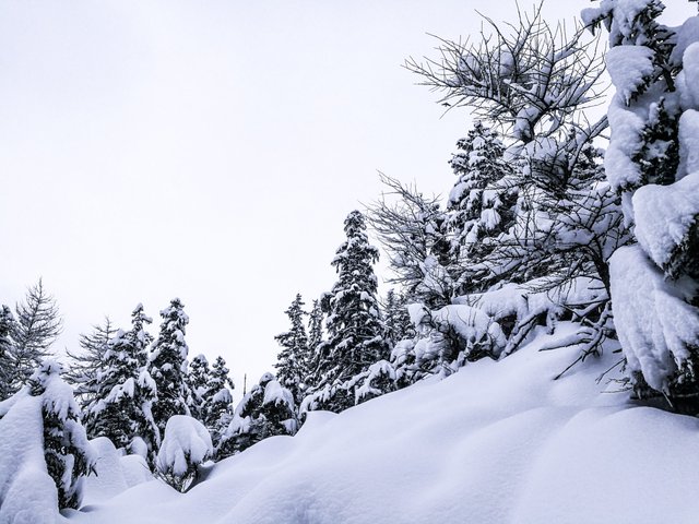   As far as anybody should be concerned, beneath this snow could be the tops of another trees. Photo by Alis Monte [CC BY-SA 4.0], via Connecting the Dots