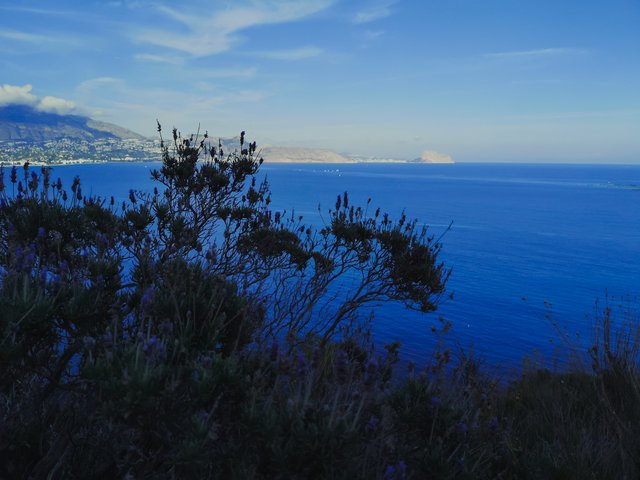   After the tunnel, the path goes to the sunny side of the park (not today). For that reason, the vegetation is totally different, including more endemic plant species. Photo by Alis Monte [CC BY-SA 4.0], via Connecting the Dots