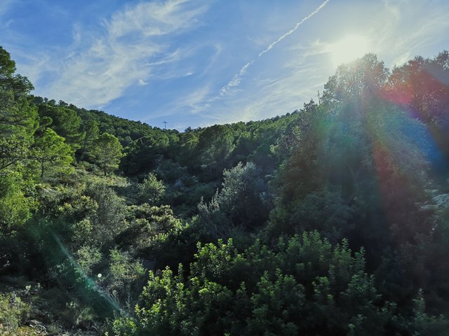   Flora in Camino del Faro, Serra Gelada, Spain. [CC BY-SA 4.0], via Connecting the Dots