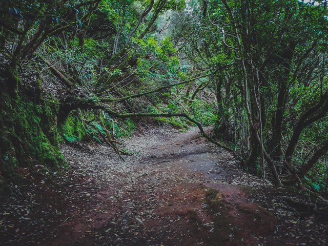   Anaga Rural Forest is often refered to as “hikers paradise”. Photo by Alis Monte [CC BY-SA 4.0], via Connecting the Dots