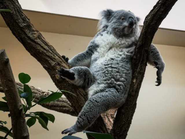 Koala in Schönbrunn Zoo, Vienna