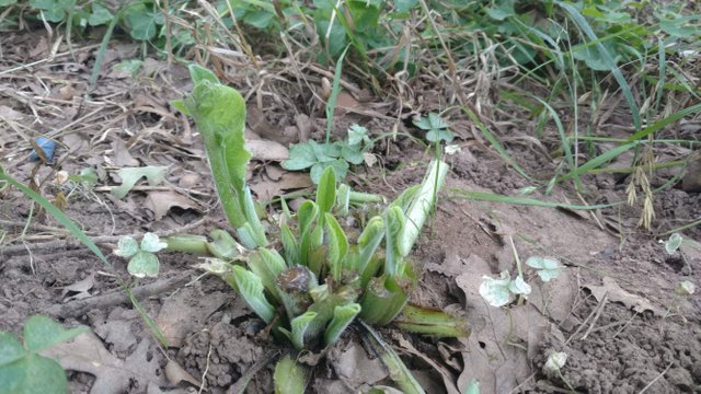 comfrey two days after harvest