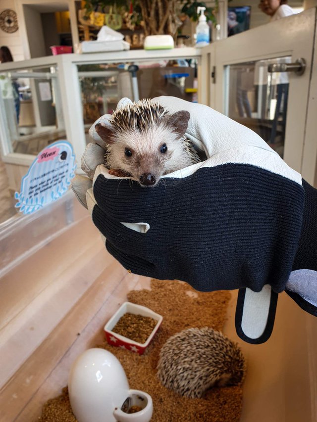 Harry Hedgehog And Zoo Cafe Steemit