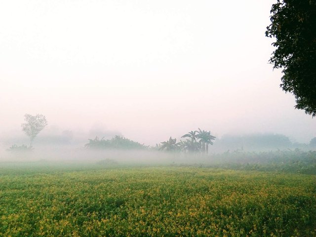 I Am Enjoying The Winter Morning Natural Scene In Bangladeshi