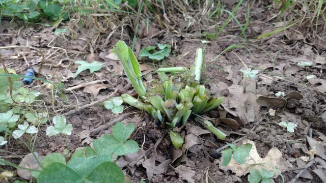 comfrey growth after harvest