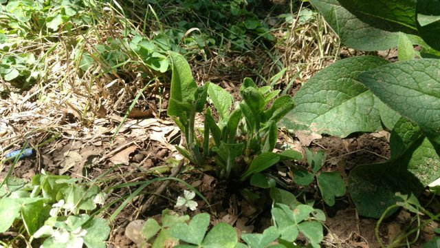 comfrey three days after harvest