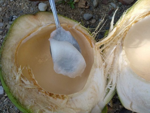 80 Gambar Air Kelapa Muda HD 80 Gambar Air Kelapa Muda HD