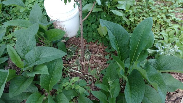 chop and drop comfrey