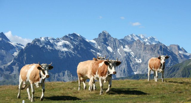 Switzerland National Animal. Ibex, — Steemit