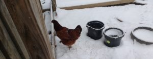 frostbite in chickens