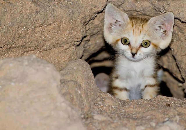 Le Chat Des Sables Steemit