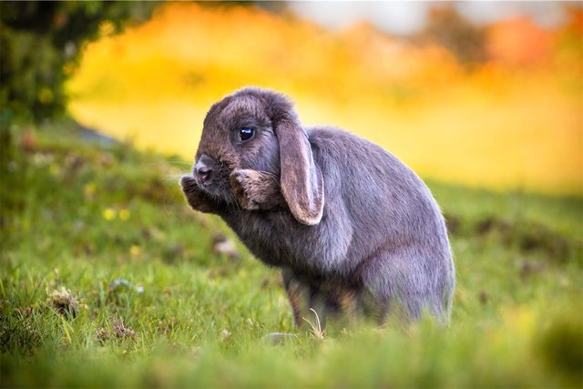 My bunny has more personality than most people I know