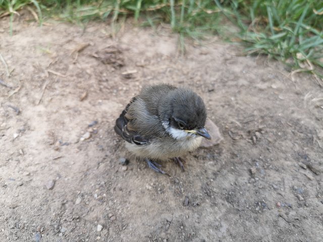 Bird out for a walk