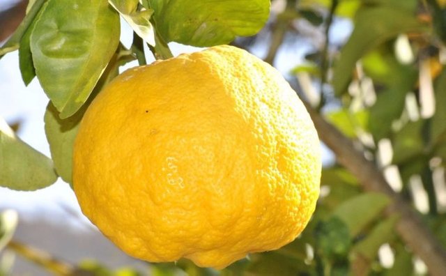 aceite de limon