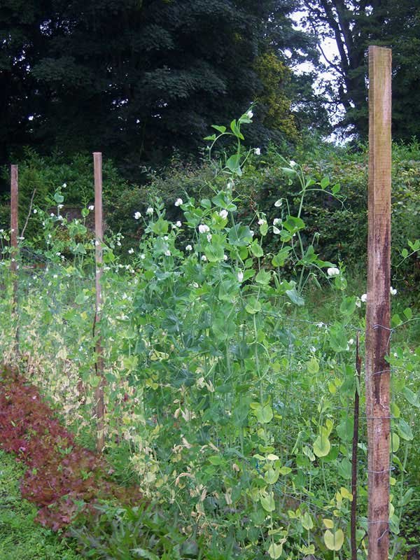 English pea plants