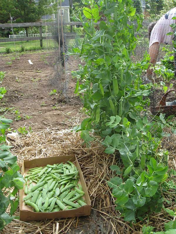 Harvesting peas