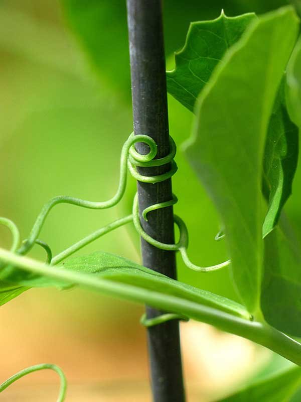 Snap pea tendril