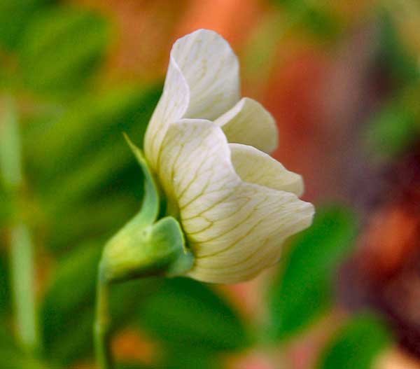 Sugar Snap Pea Flower