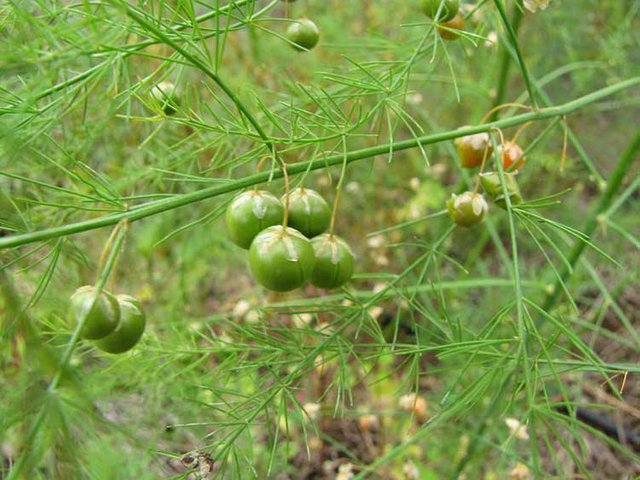 Asparagus seed pods forming