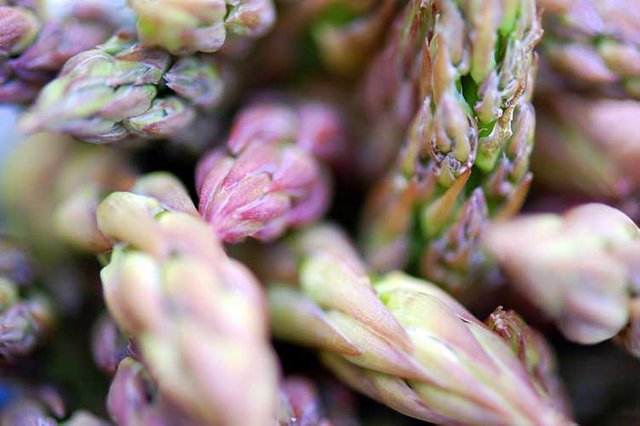 Close up of asparagus buds