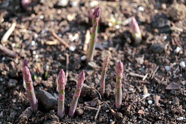 Newly emerging purple asparagus shoots