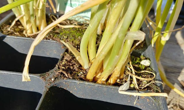 Closeup of nursery pot