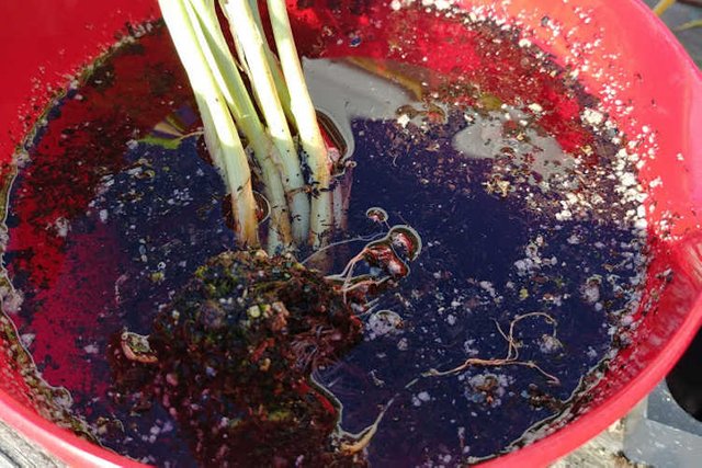 Onions soaking to hydrate