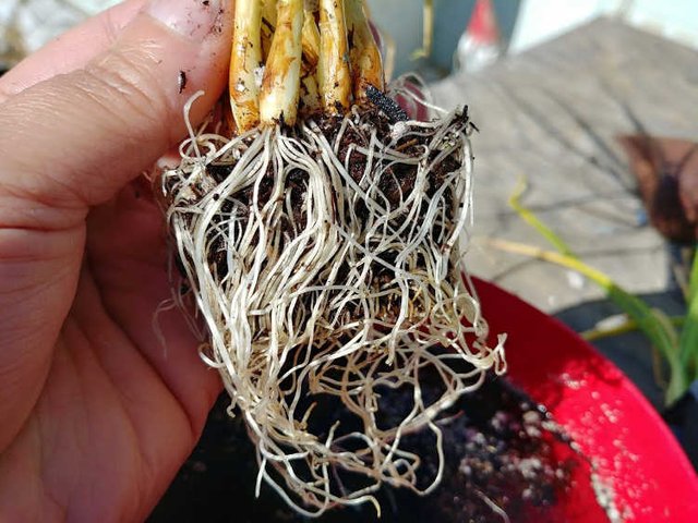 Onions after soaking