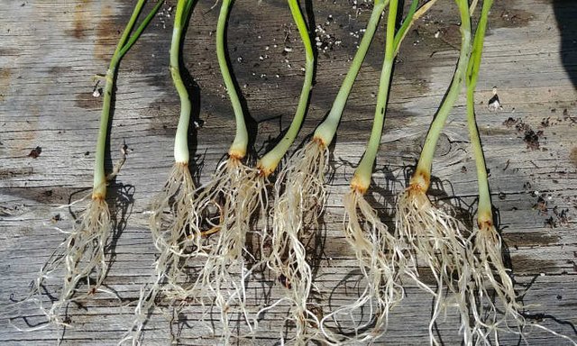 Separated onions ready for planting