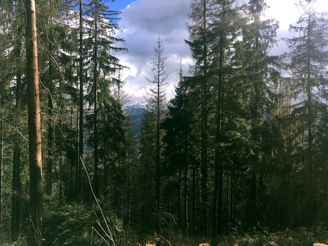 A forest on a mountain in Zakopane