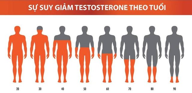 Từ sau tuổi 30, nồng độ Testosterone trong cơ thể phái nam giảm thiểu nhẹ (1-2% hàng năm)