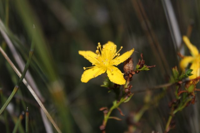 Hipericum Perforatum