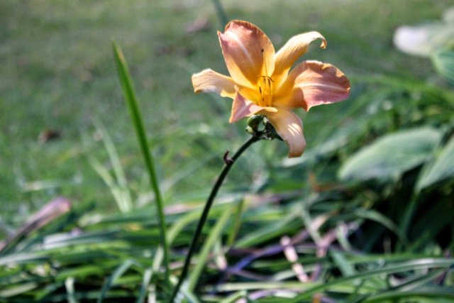 flower norrkoping