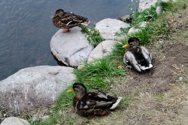 3 ducks