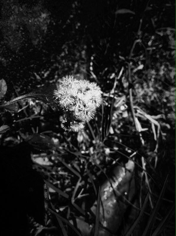One Black White Photograph Daily For 30 Days Day 19 Share With Dlike Jpg