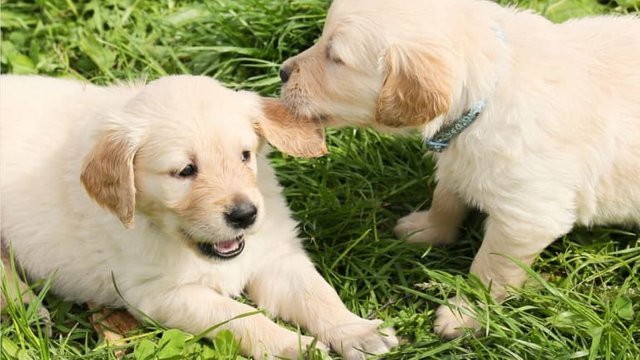 Puppy Sibling Rivalry: My Personal Experience - Dog Discoveries