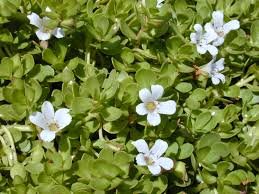 Bacopa is a great complimentary suppliment to modafinil 