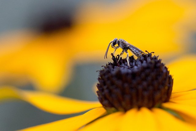 Garden lover von Georg Höller auf 500px.com