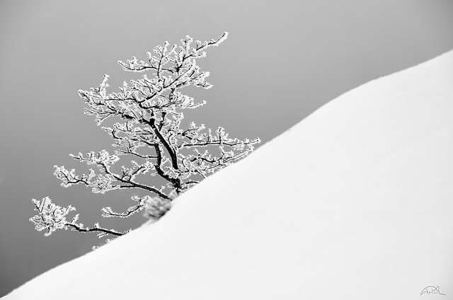 Tree by Robert Prucha on 500px.com