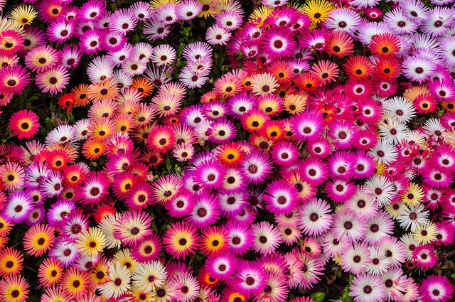 Spring colour by Debra Jordan on 500px.com