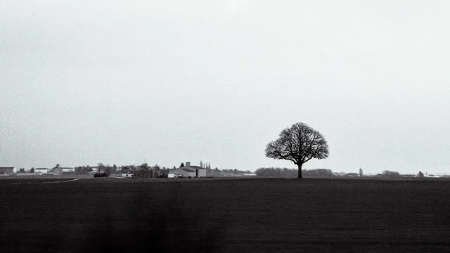 Solitary tree by Vishnu Viswanathan on 500px.com