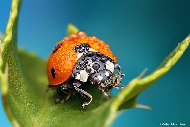 Red by Ondrej Pakan on 500px.com