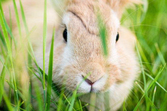 hey there! :), автор — damnlynx на 500px.com