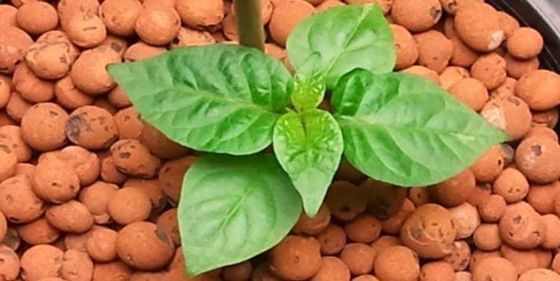 Hydroton For Hydroponics Plants Steemit