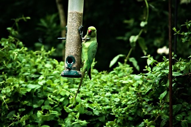 Recent Bird Photography From The Garden Steemit