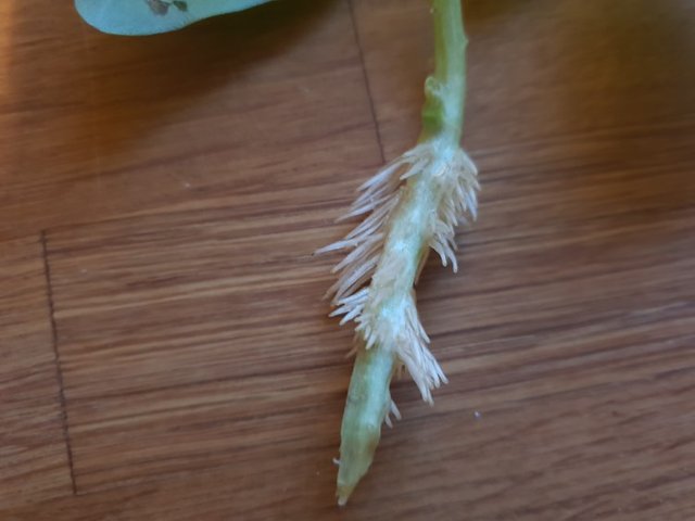 healthy root growth from cutting
