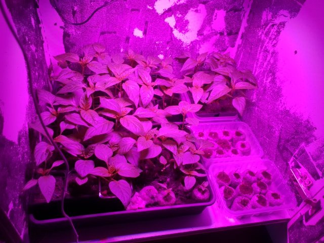 chilli seedlings under grow light