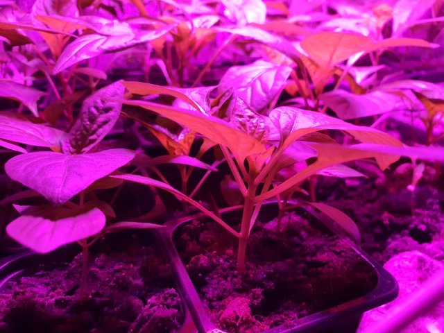 close up of chilli seedlings under grow light