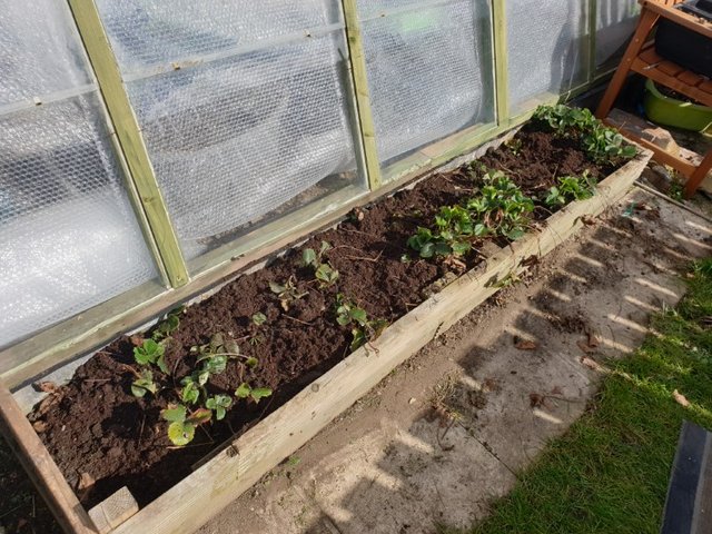 strawberry bed weeded and mulched
